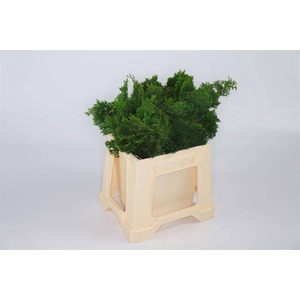 CONIFEREN NANA GRACILLIS 2 KG.