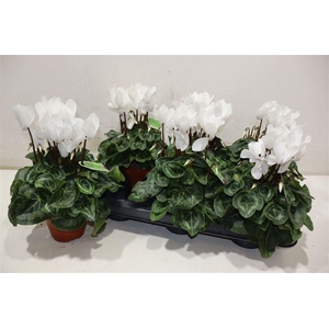 Cycl Md Sup Macro White