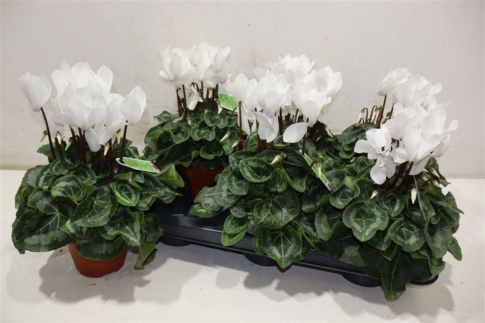 Cycl Md Sup Macro White