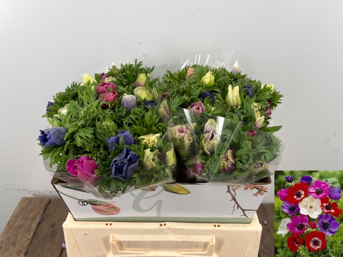 <h4>ANEM CO MAR GEM</h4>