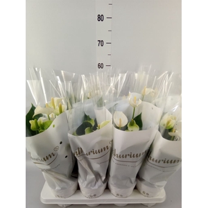 Anthurium andr. 'White Champion'