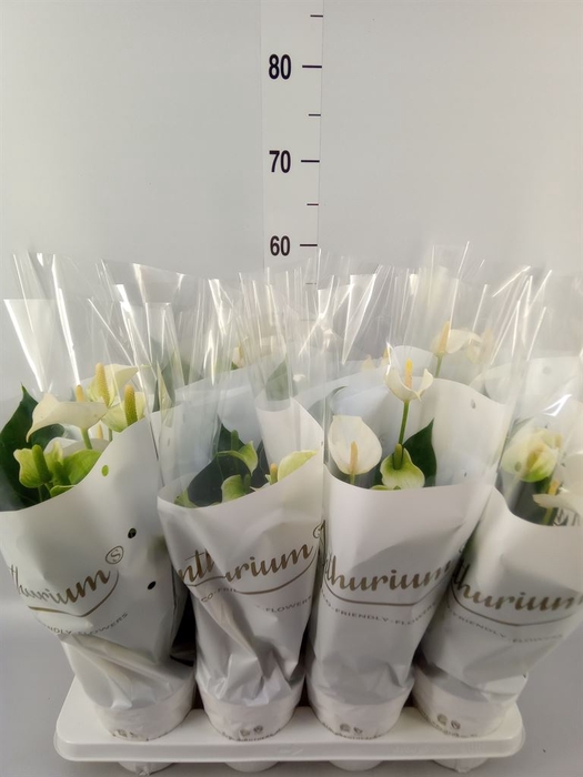 <h4>Anthurium andr. 'White Champion'</h4>