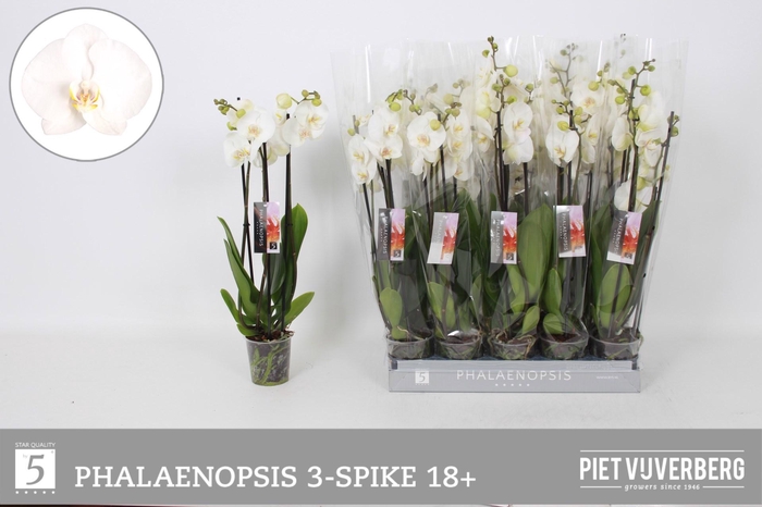 <h4>PHAL OV WIT</h4>