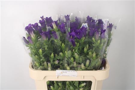 <h4>Campanula Med Champ Deep Blue</h4>