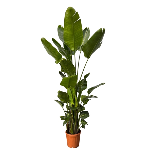 <h4>Strelitzia Nicolai 6-stek - 250cm</h4>