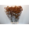 Anigozanthos Gold Fever
