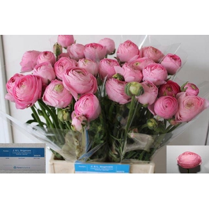 Ran Aazur Li Pink