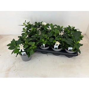GARDENIA JASMINOIDES