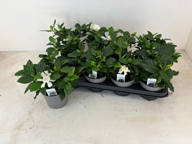 <h4>GARDENIA JASMINOIDES</h4>
