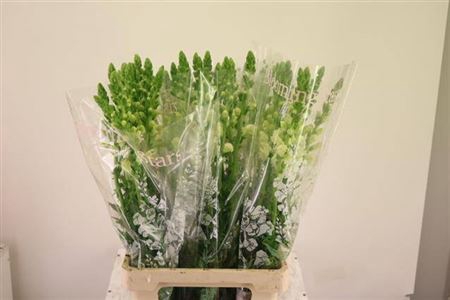 <h4>Antir Poto White</h4>