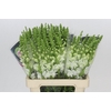 Antirrhinum Potomac White