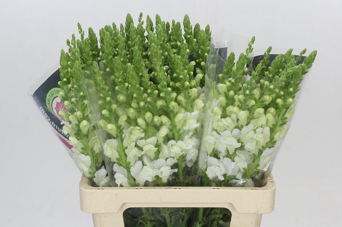 <h4>Antirrhinum Potomac White</h4>