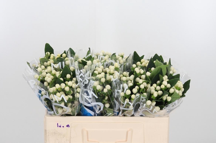 <h4>Hyp Coco Uno</h4>