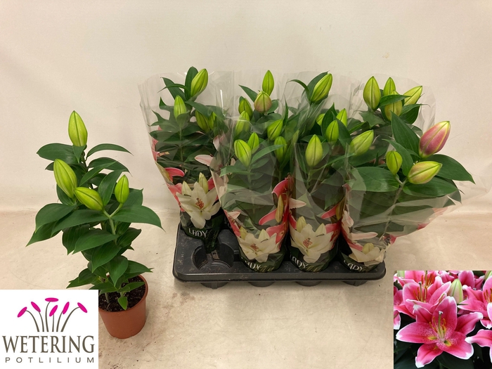 <h4>LIL OR SUNNY ROBYN</h4>