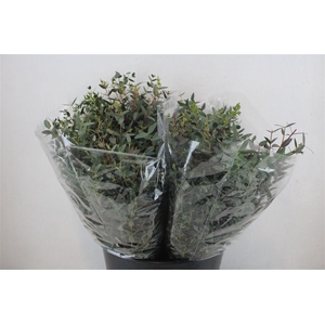 Euca Parvifolia Short 150gr P Bunch
