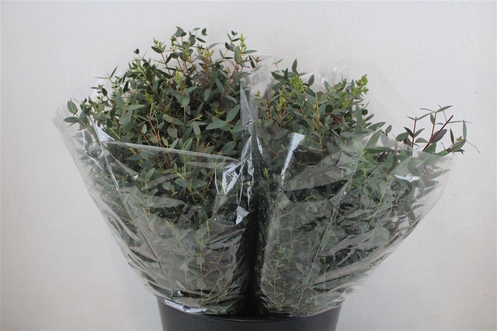 <h4>Euca Parvifolia Short 150gr P Bunch</h4>