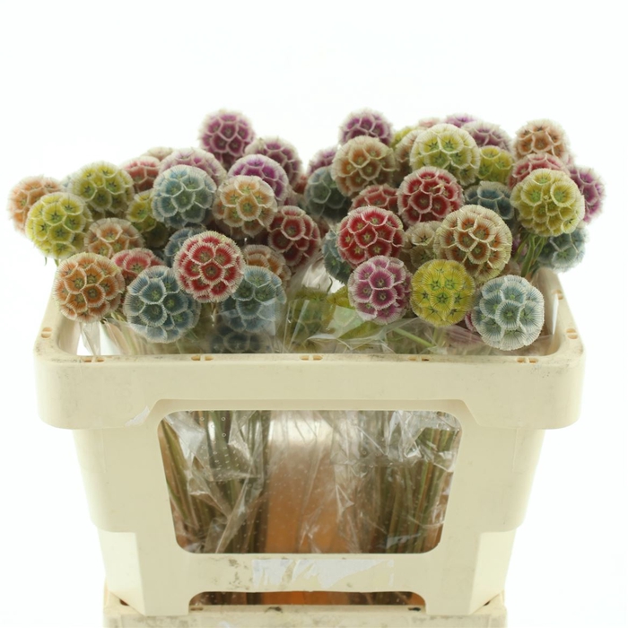 <h4>Scabiosa Stellata Arlecchino Extra</h4>