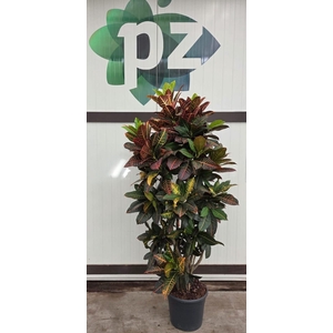 Croton Petra vertakt pot 36