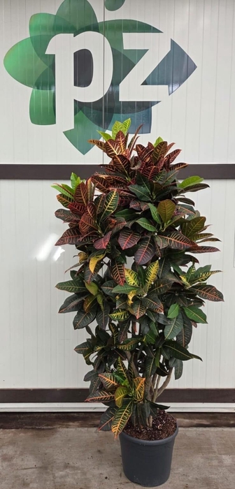 <h4>Croton Petra vertakt pot 36</h4>