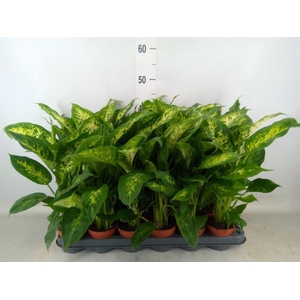 Dieffenbachia  'Compacta'