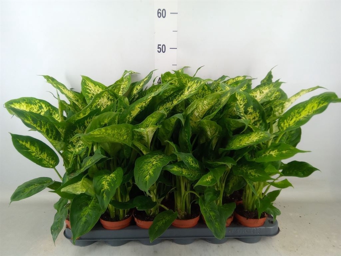 <h4>Dieffenbachia  'Compacta'</h4>