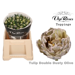 TU DU DOUBLE DUSTY OLIVE