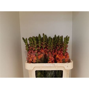 Antir Potomac Orange