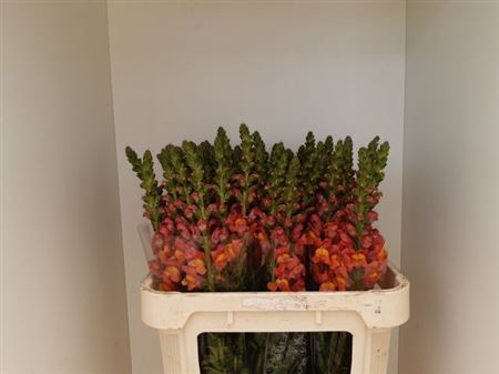 <h4>Antir Potomac Orange</h4>