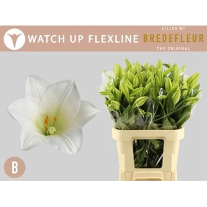 Li Lf Watch Up 1+ Flexline Bredefleur