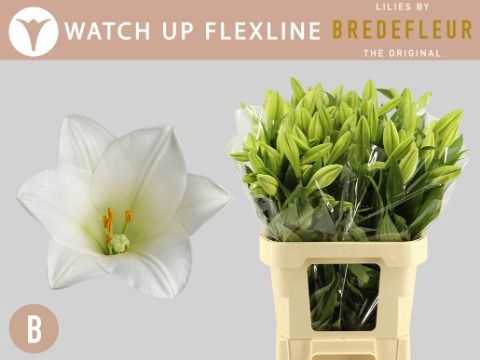 <h4>Li Lf Watch Up 1+ Flexline Bredefleur</h4>
