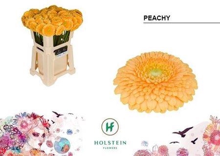 <h4>Ge Mb Gerponi Peachy</h4>