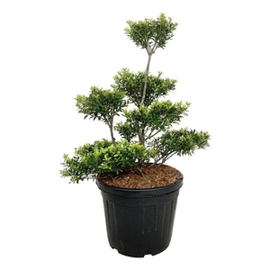 Ilex crenata 'Blondie'