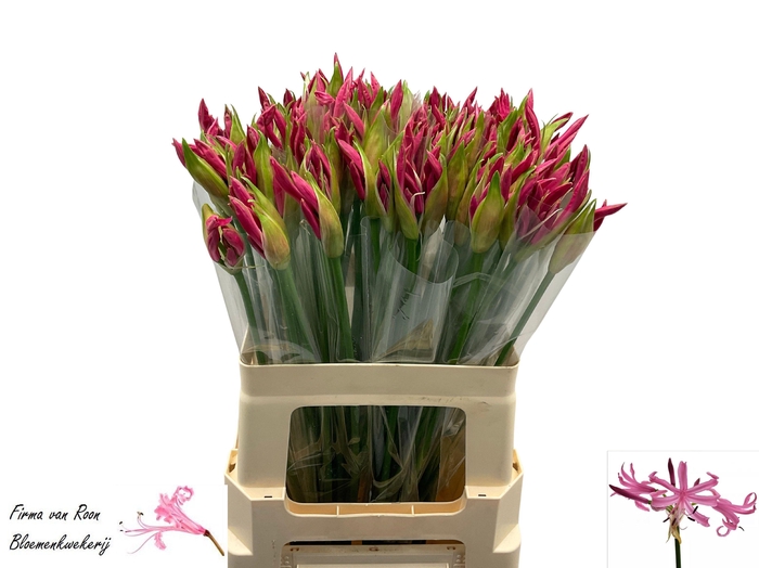 <h4>NE BO RAS VAN ROON</h4>