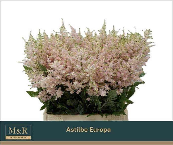 <h4>ASTIL EUROPA</h4>