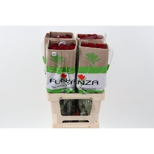 R Gr Freedom 50cm CO FUNZA