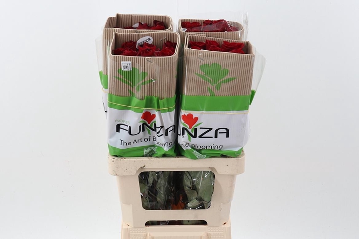 <h4>R Gr Freedom 50cm CO FUNZA</h4>