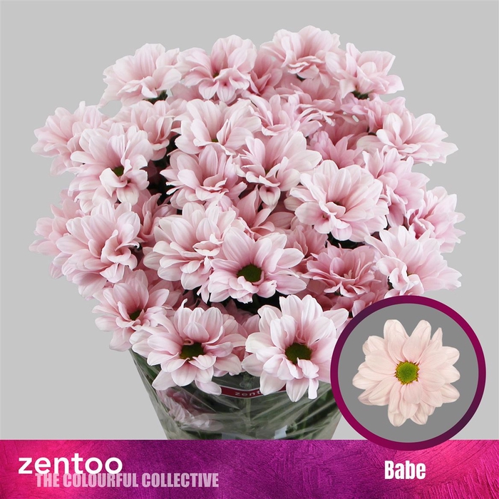 <h4>Chrysanthemum (Indicum Grp) grappe Babe</h4>