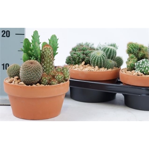 CACTUS OV