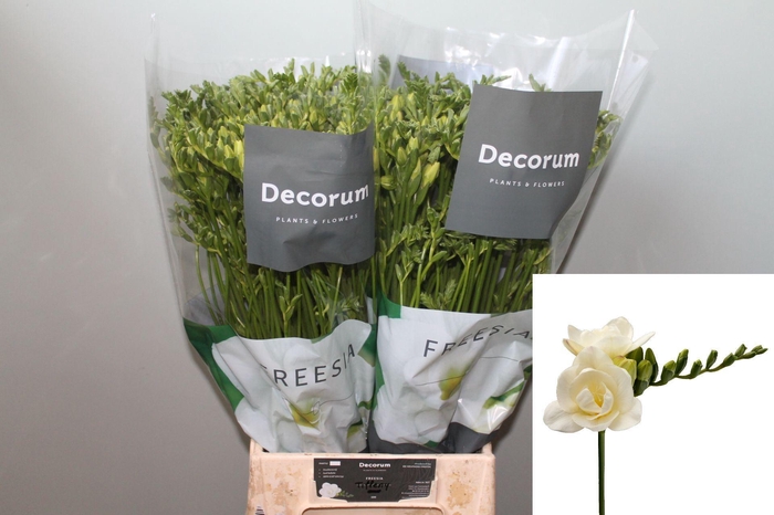 <h4>Freesia du Tiffany</h4>