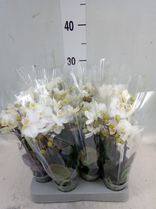 <h4>Phalaenopsis multi.   ...white</h4>