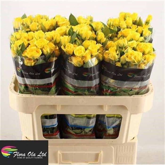 <h4>R Tr Yellow Babe</h4>