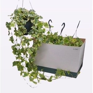 .Hanging baskets hedera golden colibri