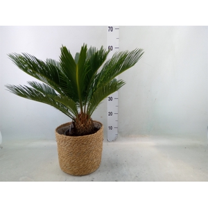 Cycas revoluta