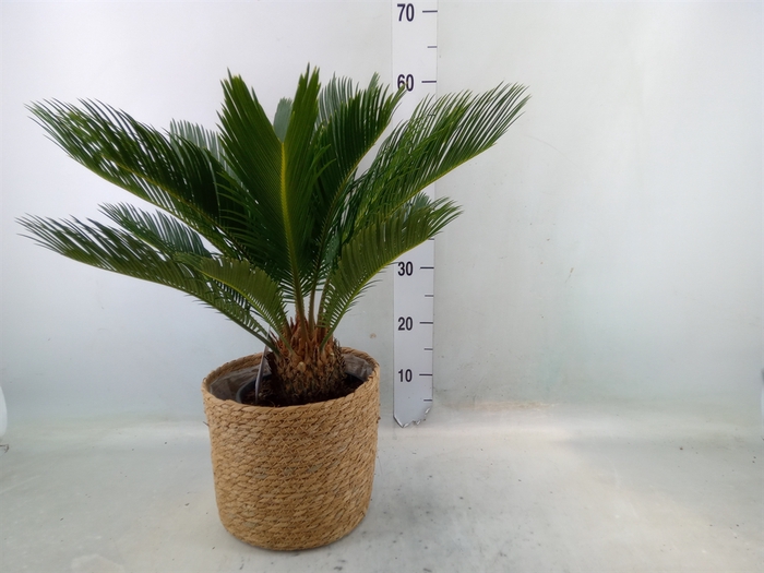 <h4>Cycas revoluta</h4>