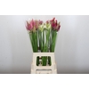 Nerine Mix