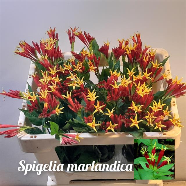 <h4>Spigelia marlandica</h4>