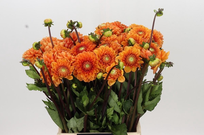 <h4>Dahlia Sylvia</h4>
