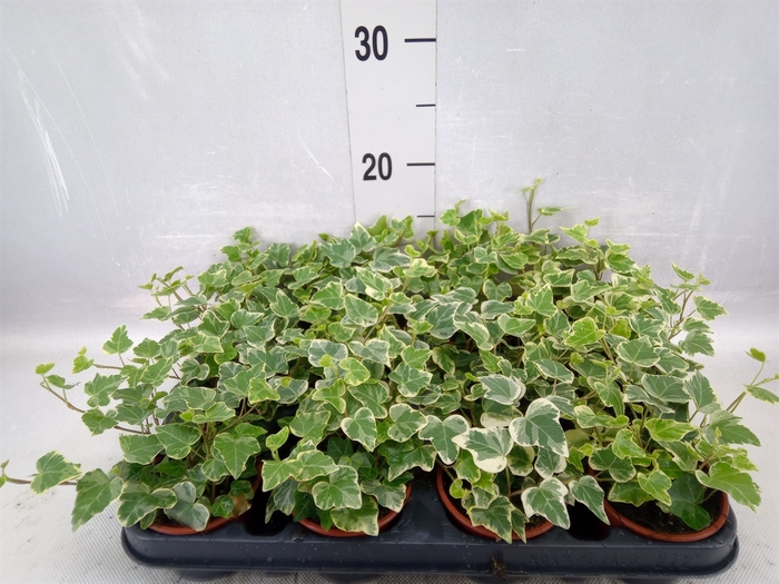 Hedera helix 'White Wonder'