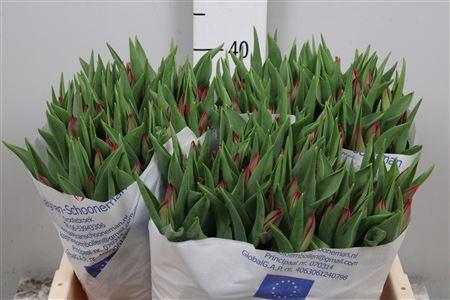 <h4>Tu En Strong Love</h4>