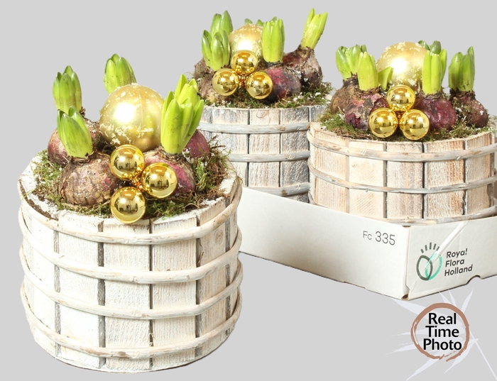 <h4>ARR HYACINTH</h4>